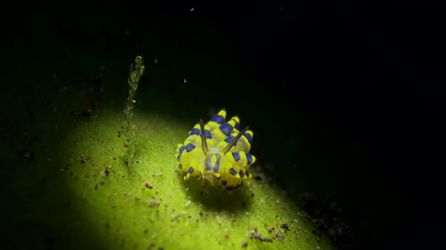 sea slug