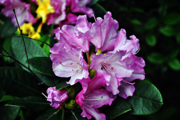 Soft purple rhododendron flowers, dark green blurry leaves background close up macro detail