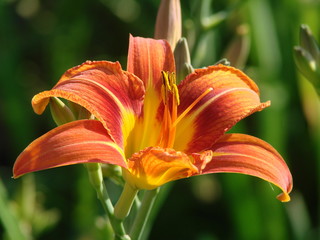 Lilium