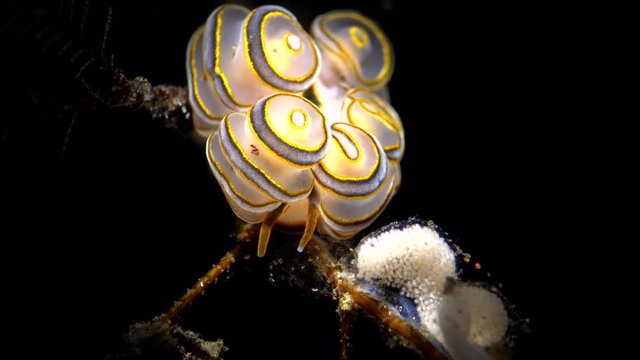 sea slug