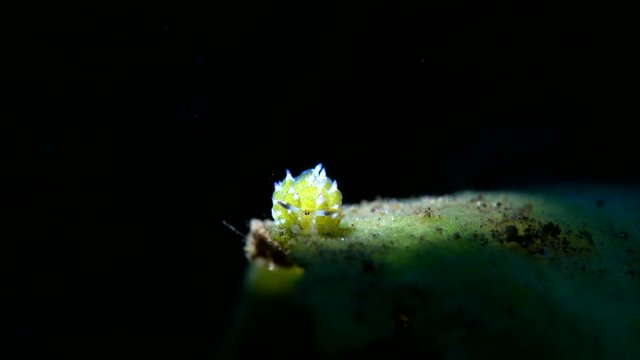 sea slug
