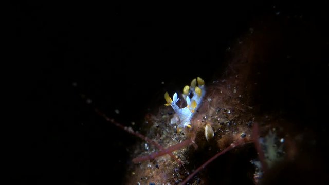 sea slug