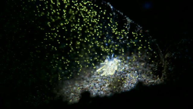 sea slug