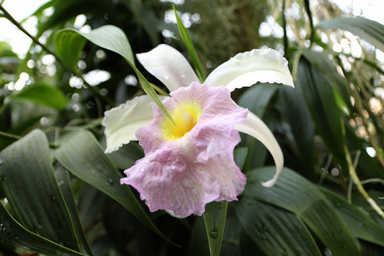 A white and pink Sobralia, orchid Orchidaceae lying landscape 