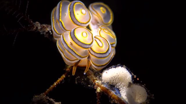 sea slug