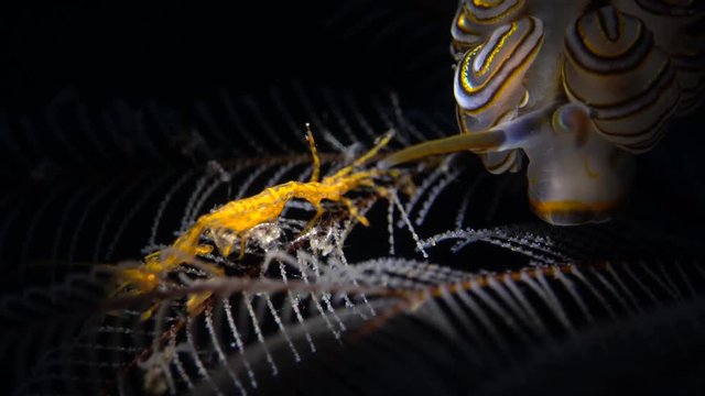 sea slug