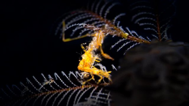 sea slug