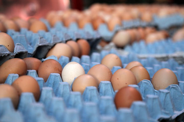Fresh Eggs