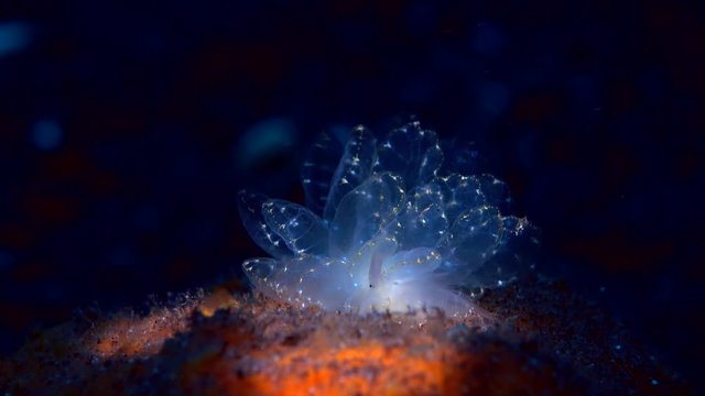 sea slug