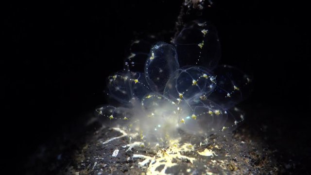 sea slug