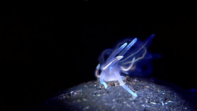 sea slug
