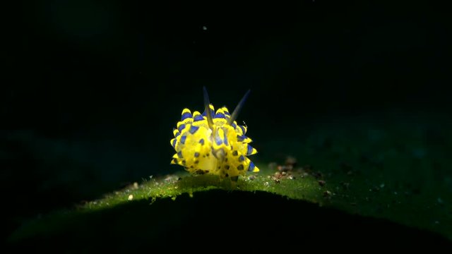 sea slug