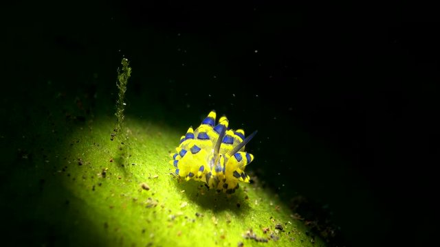 sea slug