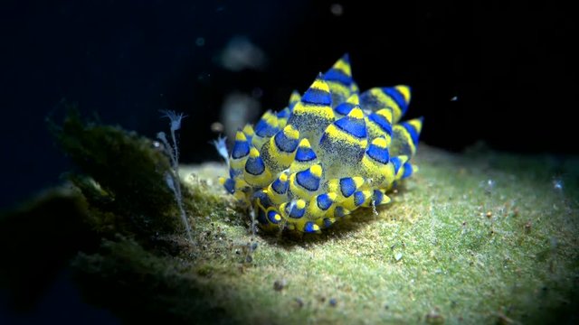 sea slug