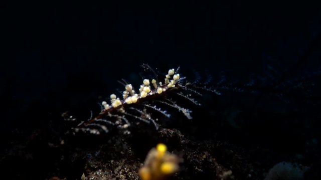 sea slug