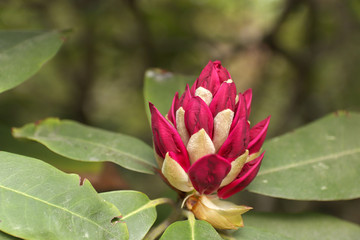 A red-purple Rhododendron-bud just before blooming landscape-format
