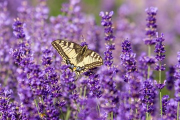 Butterfly flying over lavender flower, butterflies on lavender flower