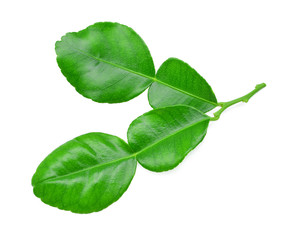 Fresh bergamot leaf  isolated on white background