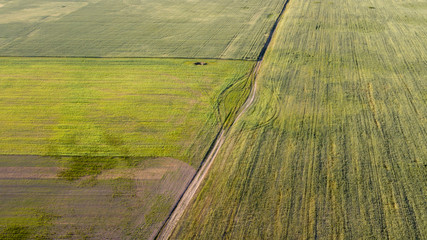 Farmland from above - aerial image of a lush green filed