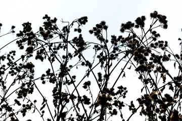 Silhouette of dry seed heads with thorn