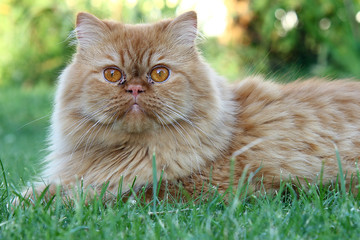 Although the Persian cat has only one nicely expressed freedom kite, it will also play in the garden.

