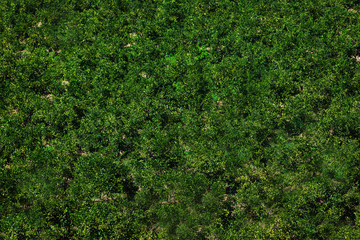 Background and texture of beautiful green grass,trees and plants pattern. view from the top. free space for text