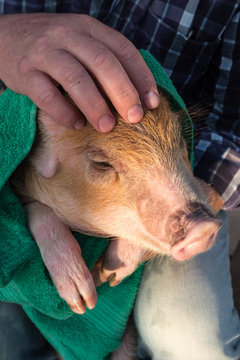 Elderly farmer in hat, plaid shirt, blue jeans, glasses and pink rubber gloves bathes yellow piglet in large sink and wipes it with green towel. Hands close-up. Copy space. 2019 Year of Yellow Swine