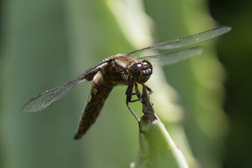 Libellula depressa - dragonfly sitting on a large aloe tree.