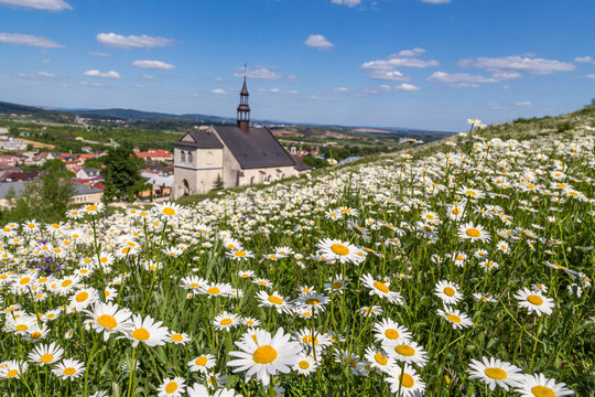church on the hill of daisies