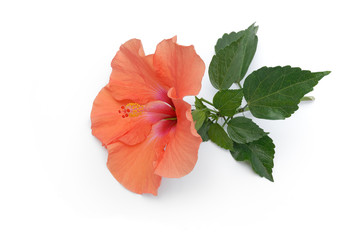Hibiskus liegt auf weißem Hintergrund © Marty Kropp