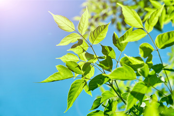 green leaves against the sky