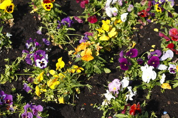 Bunte Stiefmütterchen Blumen