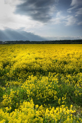 Obraz premium Cloudy sky over a rapeseed field at countryside. Rural scene. Blooming rape field.