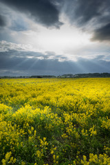 Obraz premium Cloudy sky over a rapeseed field at countryside. Rural scene. Blooming rape field.