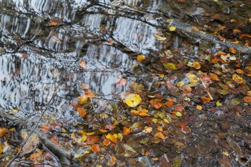 Colorful leaves floating in the dark river water with trees reflection