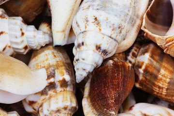 Sea shells collection