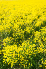 yellow field with oil seed rape in early spring