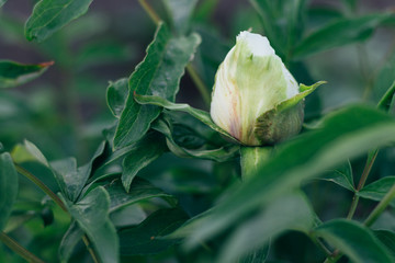 Green bud of peony surrounded by green leaves close-up