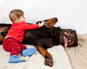 Little boy dressed in red costume playing with a big black dog breed Rottweiler