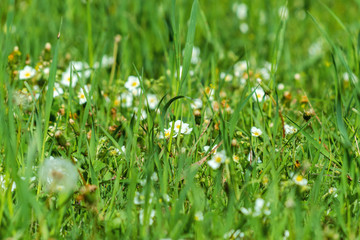 summer. flowers of strawberries in green grass