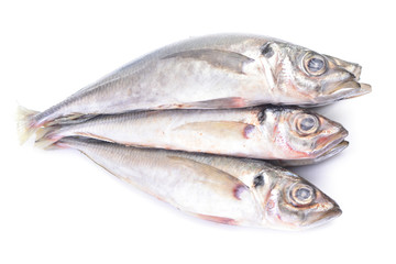 Fish horse mackerel