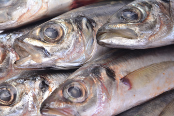 Fish horse mackerel