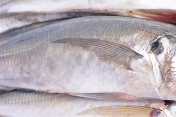 Fish horse mackerel
