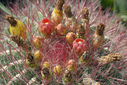 Cactus Au Jardin Exotique De Monaco