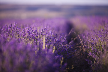 Obraz premium beautiful lavender field at sunset
