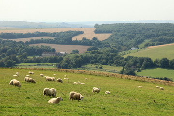 Fototapeta na wymiar English Countryside