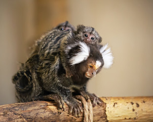 A common marmoset monkey mother with little babies on its back. The monkey is very small. It has white hashlocks near ears. Blurred neutral background.