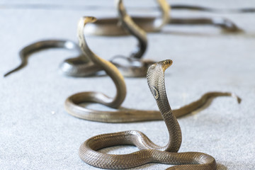 King cobras with upright heads