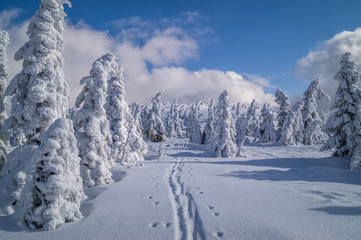 Abdrücke im Tiefschnee