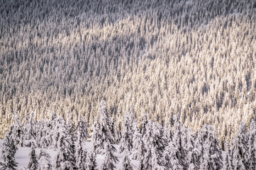 Verschneiter Wald mit Sonneneinstrahlung
